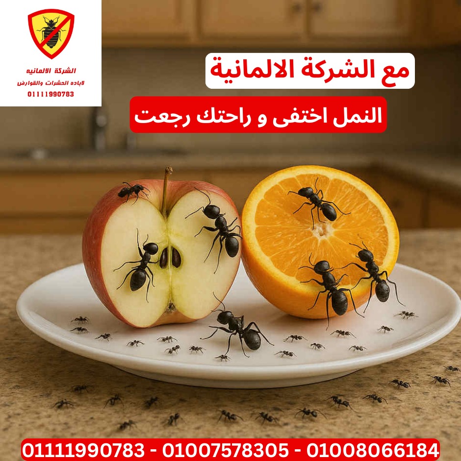 مكافحة النمل - خدمات الشركة الألمانية لمكافحة الآفات